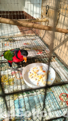 Black capped lory